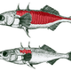 Illustration for article titled Rapid Deevolution Creates Lake of Fully-Armored Fish in Just 50 Years